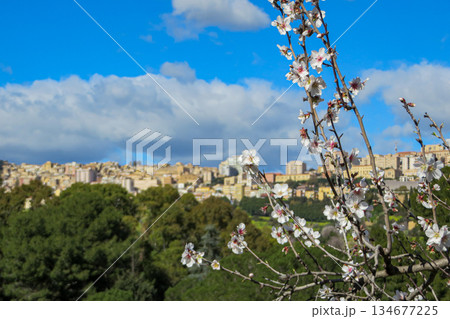 丘の上のアグリジェントの街並み 134677225