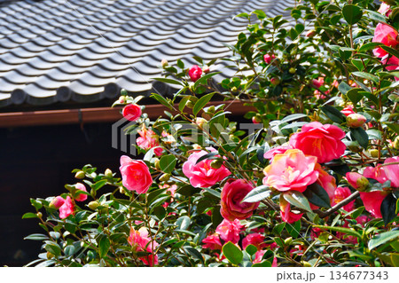 京都　地蔵院（椿寺）五色八重散椿（京都府京都市北区） 134677343