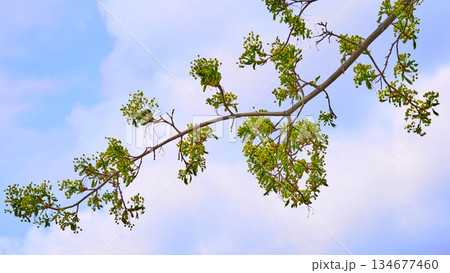 Spring young tender blossoming tree sprout and sky 134677460