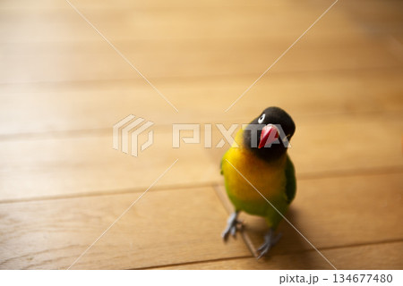 こちらを見つめるボタンインコ 134677480