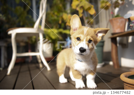 にっこり笑う子犬 134677482