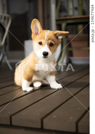 お座りしてこちらを見つめる子犬 134677484