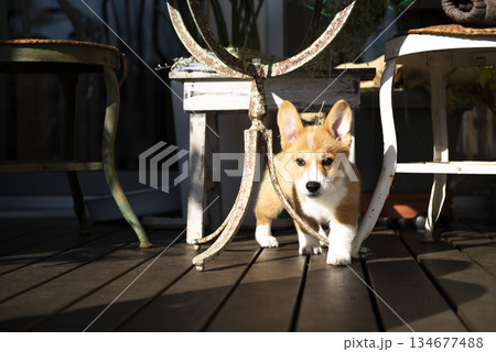デッキで遊ぶコーギー 134677488