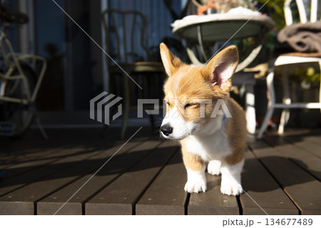 眩しがる子犬 134677489