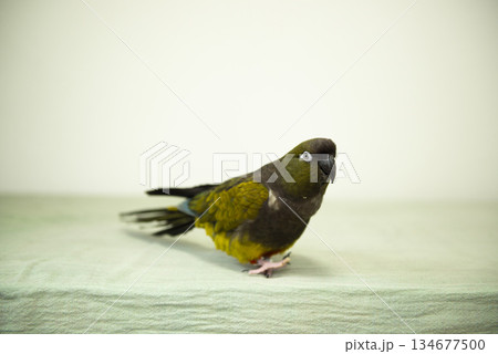 てくてく歩くインコ 134677500