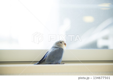 窓辺でくつろぐコザクラインコ 134677501