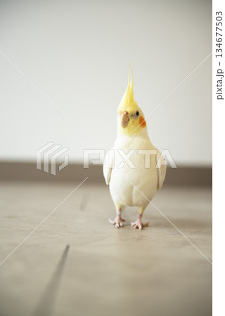床で佇むオカメインコ 134677503
