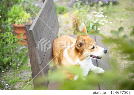 ベンチでくつろぐコーギー 134677508
