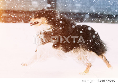 Shetland Sheepdog Outdoor Playing And Running Outdoor In Snow, Winter Season. Pet Concept. Pinscher On Winter Walk. Sheltie, Collie Puppy Fast And Furious Shetland Sheepdog Outdoor Playing And Running Outdoor In Snow, Winter Season. Pet Concept. Pinscher On Winter Walk. Sheltie, Collie Puppy Fast And Furious 134677545