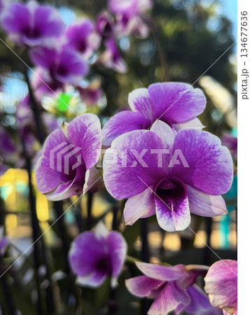 Purple and White Orchids Blooming in Soft Natural Sunlight Purple and White Orchids Blooming in Soft Natural Sunlight 134677636