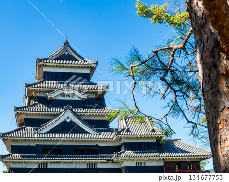 夏の爽やかな松本城の景色 松の木と天守閣 夏の爽やかな松本城の景色 松の木と天守閣 134677753