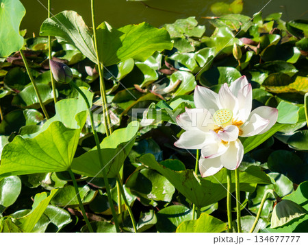 夏の爽やかな松本城の景色　お堀に咲く蓮の花 134677777