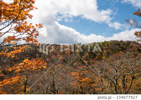奈良県 三重県 大台ヶ原の風景 奈良県 三重県 大台ヶ原の風景 134677927