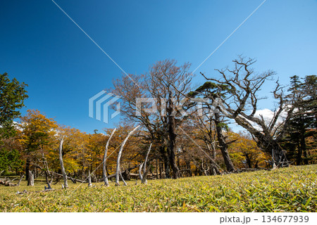 奈良県 三重県 大台ヶ原の風景 奈良県 三重県 大台ヶ原の風景 134677939