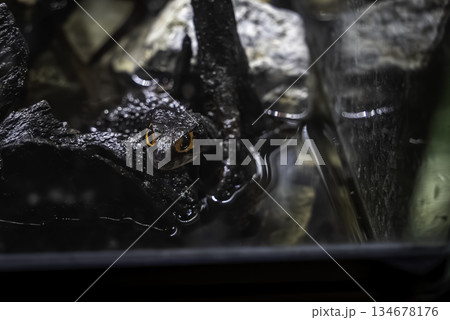 アカメカブトトカゲ アカメカブトトカゲ 134678176