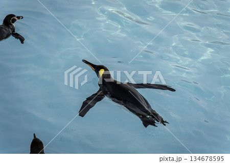 泳ぐペンギン	 134678595