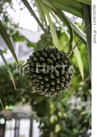 ビヨウタコノキ ビヨウタコノキ 134678790