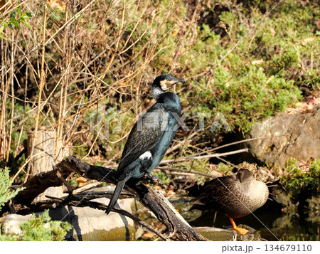 カワウ 134679110