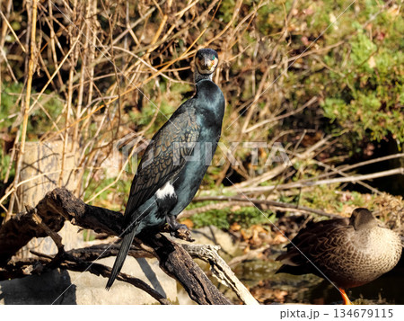 カワウ カワウ 134679115