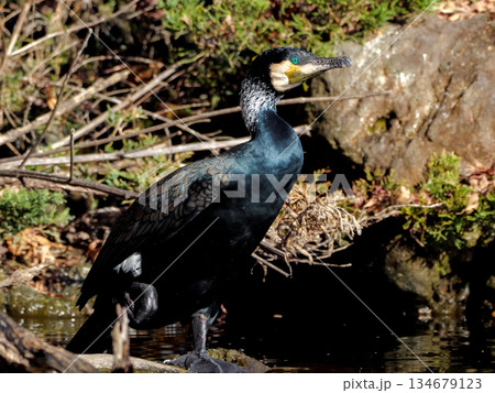 カワウ 134679123