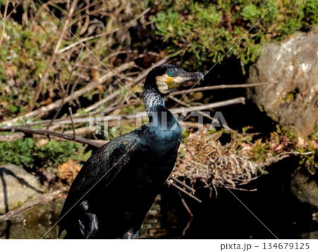 カワウ カワウ 134679125