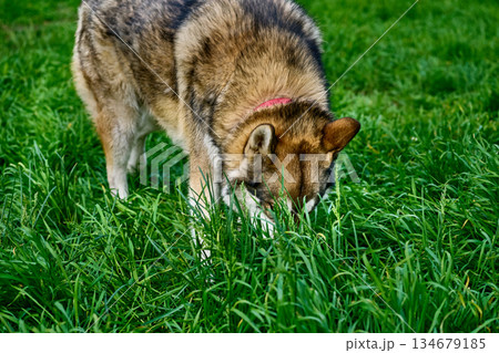 Take the trail. Hunting West Siberian Laika dog in search of prey 134679185