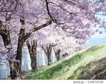 長野県茅野市の土手に咲く満開の桜並木と青空 134679190