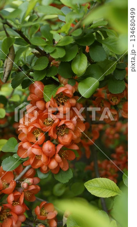 Japanese quince, Chaenomelis, wild quince, flowering quince Japanese quince, Chaenomelis, wild quince, flowering quince 134680499