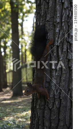 Full length squirrel with a fluffy tail in the park on a tree Full length squirrel with a fluffy tail in the park on a tree 134680500