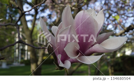 Large pink magnolia flowers in the city park Large pink magnolia flowers in the city park 134680504