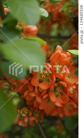 Japanese quince, Chaenomelis, wild quince, flowering quince Japanese quince, Chaenomelis, wild quince, flowering quince 134680506