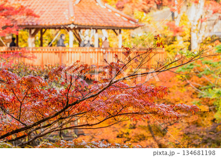 豊田市の大井平公園の風景(愛知県) 豊田市の大井平公園の風景(愛知県) 134681198