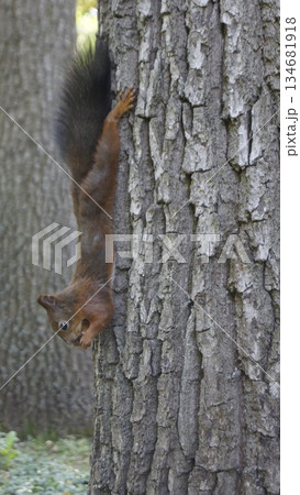 Full length squirrel with a fluffy tail in the park on a tree Full length squirrel with a fluffy tail in the park on a tree 134681918