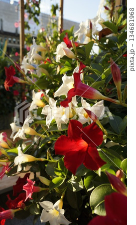 Diplodenia, red and white mandevilla in the rays of the sun on a city street Diplodenia, red and white mandevilla in the rays of the sun on a city street 134681968