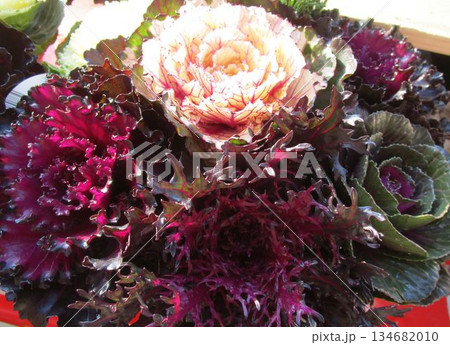 カラフルなハボタン(葉牡丹)の寄せ植え カラフルなハボタン(葉牡丹)の寄せ植え 134682010