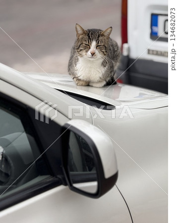 Cat relaxing on car roof in urban setting, showing calm expression and natural behavior Cat relaxing on car roof in urban setting, showing calm expression and natural behavior 134682073