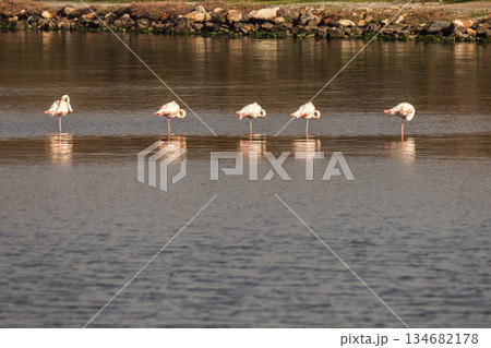 Flamingos are both feeding and resting. 134682178