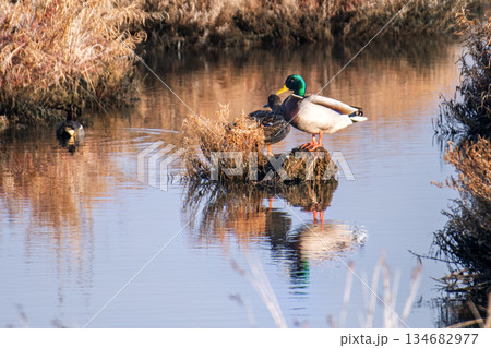 The Spatula clypeata duck keeps its beak constantly submerged in water for hunting. The Spatula clypeata duck keeps its beak constantly submerged in water for hunting. 134682977