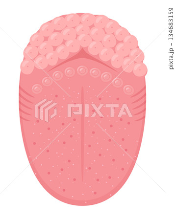 上から見た舌の構造のイラスト_舌体と舌根 134683159