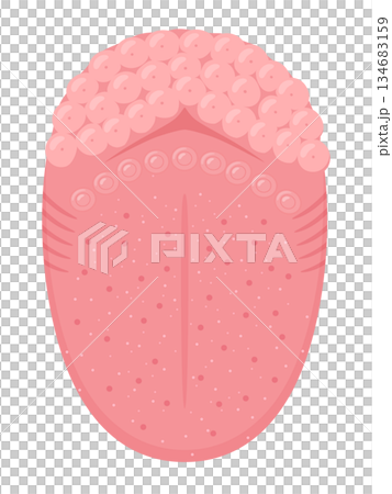 上から見た舌の構造のイラスト_舌体と舌根 134683159