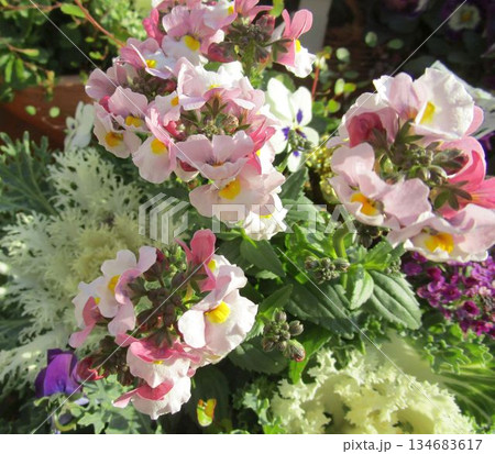 カラフルなパンジーの花のアップ 134683617