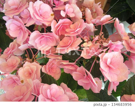 ピンク系のアジサイの花のアップ 134683956