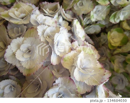 白系のアジサイの花のアップ 白系のアジサイの花のアップ 134684030