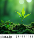 AI generated Serene young plants bathed in faint light with shimmering moisture droplets 134684433