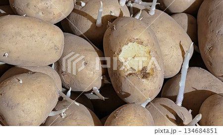 Rodent damage on stored potatoes close up Rodent damage on stored potatoes close up 134684851