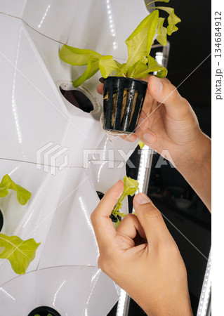 Close-up of agricultural technician transplanting fresh lettuce seedling into modern hydroponic vertical farming setup, showcasing sustainable agricultural technology and plant cultivation. 134684912