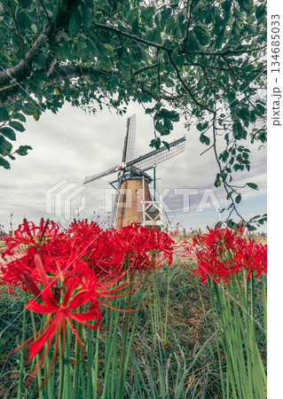佐倉ふるさと広場のオランダ風車と彼岸花 134685033