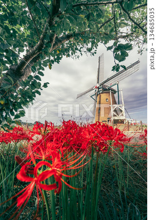 佐倉ふるさと広場のオランダ風車と彼岸花 134685035