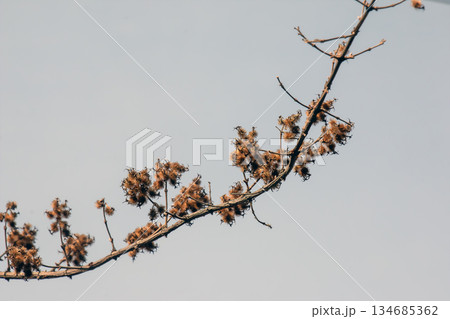 Linnaea amabilis, also known by synonym Kolkwitzia amabilis and the English name beauty bush. Early spring. A species of flowering plant in the Caprifoliaceae family. Linnaea amabilis, also known by synonym Kolkwitzia amabilis and the English name beauty bush. Early spring. A species of flowering plant in the Caprifoliaceae family. 134685362