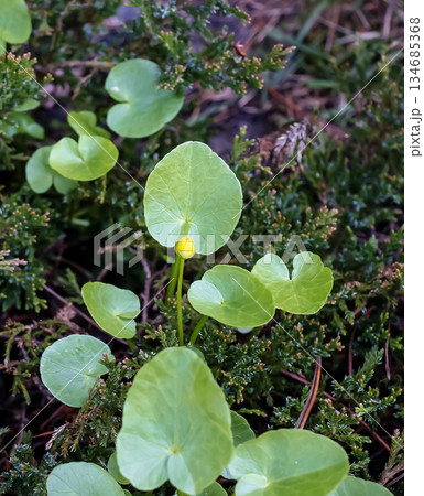 In spring, yellow flowers of lesser celandine bloom in the meadow. A Ficaria verna bud in the wild. An early wildflower. 134685368